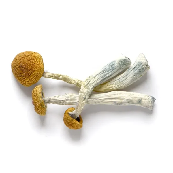 Buy Amazonian Cubensis Mushrooms Online