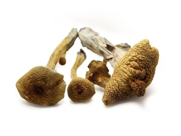 How to Buy Alacabenzi Mushrooms