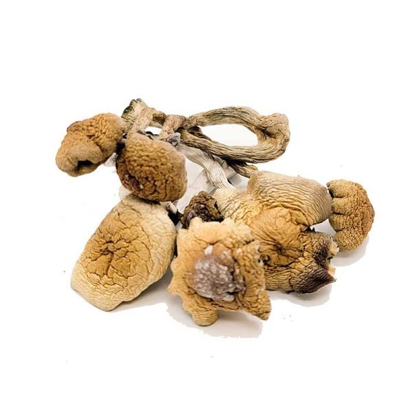 Buy African Transkei Mushrooms