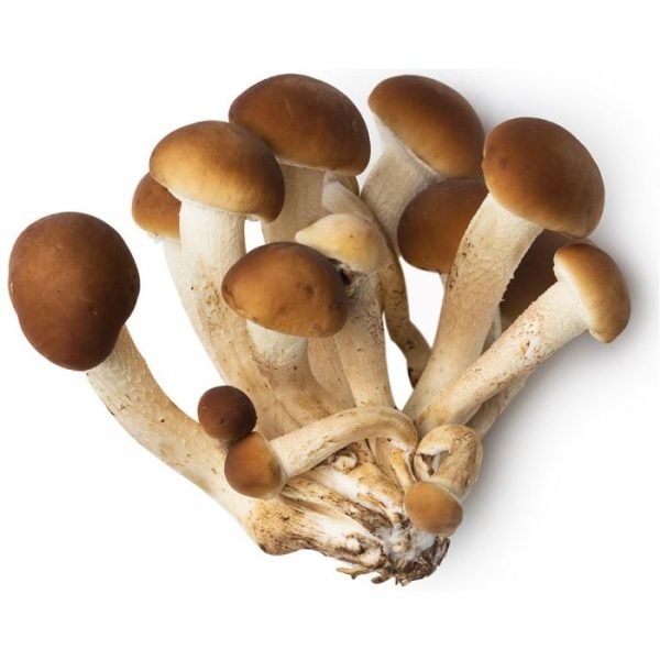 Buy Agrocybe aegerita