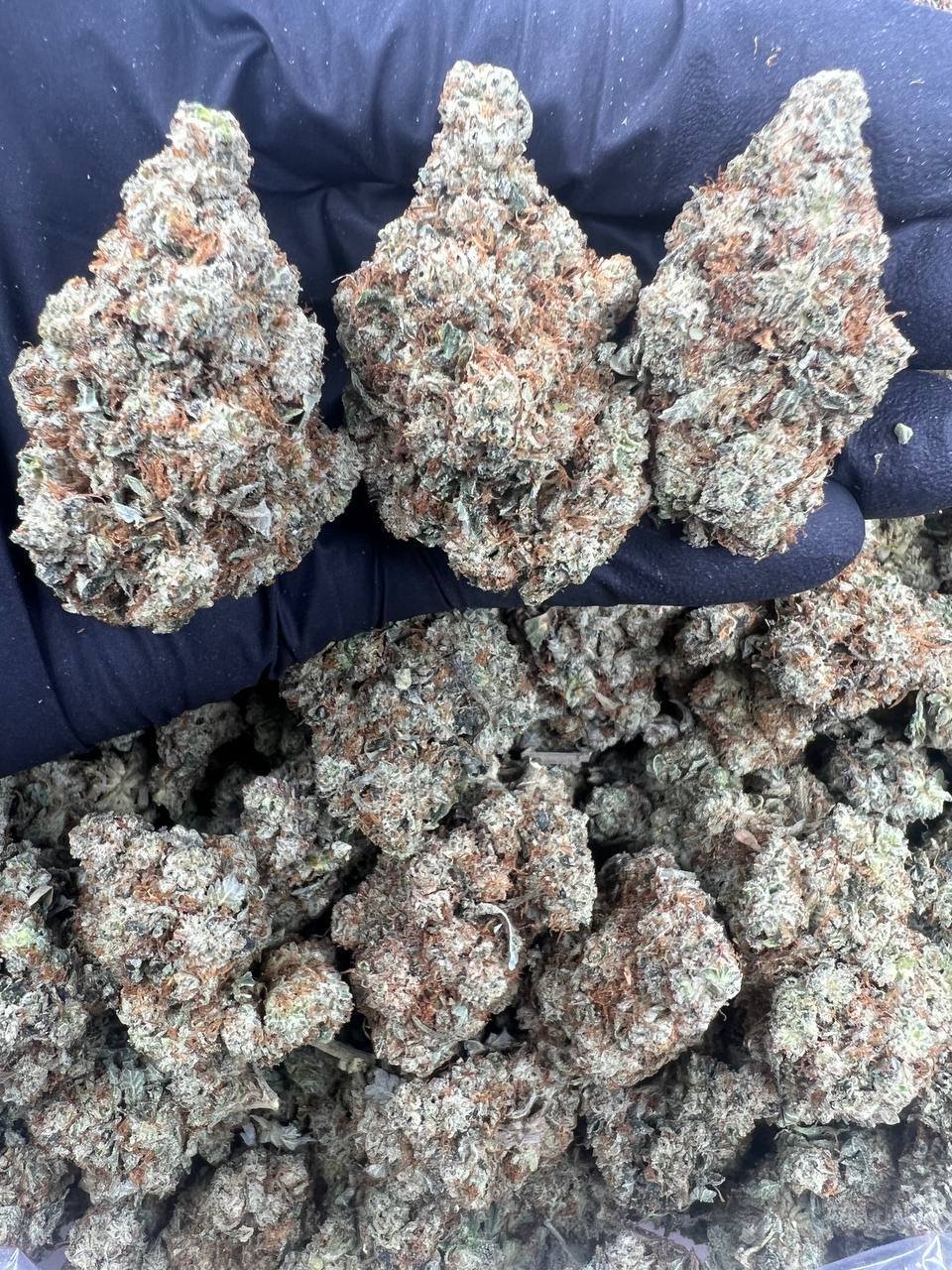 Buy Gorilla Glue strain online