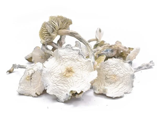 Albino A+